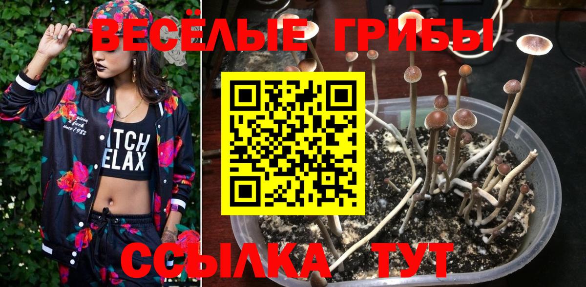 Псилоцибиновые грибы Psilocybe Северобайкальск